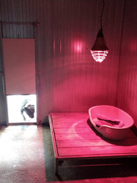 Chauffages des boxs chiens